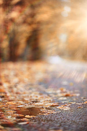 Autumn rain in the park during the dayの写真素材