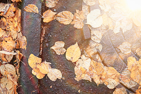 Autumn rain in the park during the day