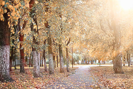 Autumn rain in the park during the dayの写真素材