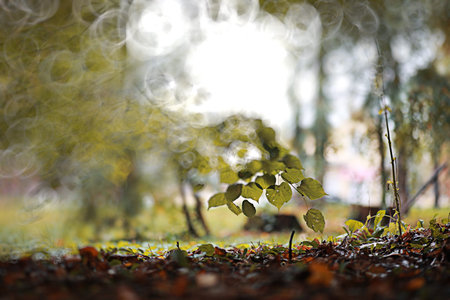 Autumn backgroun rain in the park during the day