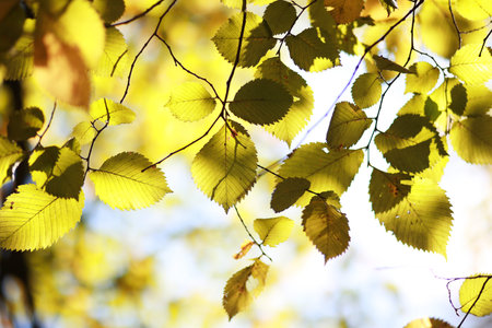 Autumn background in the park during the day