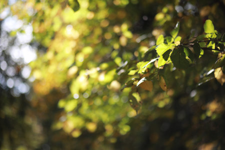 Autumn background in the park during the day