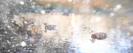 Background autumn park in the days of the first snowの写真素材