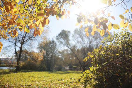 Autumn background in the park during the dayの写真素材