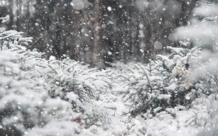 Winter forest. Landscape of winter forest on a sunny day. Snow-covered trees and Christmas trees in...