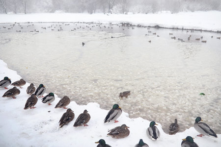 Snow-covered winter park and benches. Park and pier for feeding ducks and pigeons. The snow covered the autumn park.の写真素材