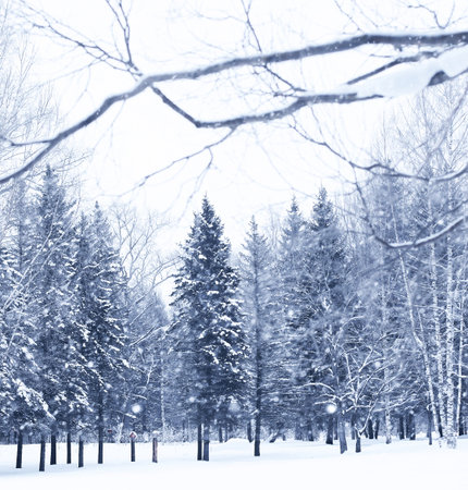 Winter snowy day in a beautiful at the edge of the forest