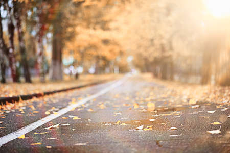 Autumn rain in the park during the dayの写真素材