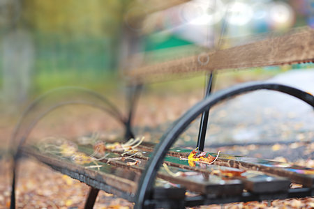 Autumn backgroun rain in the park during the day