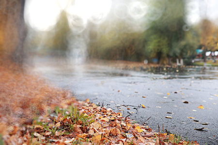 Autumn backgroun rain in the park during the day