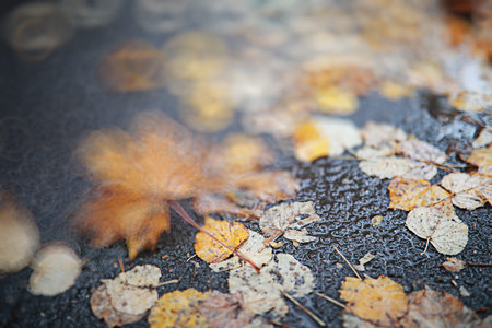 Autumn backgroun rain in the park during the day