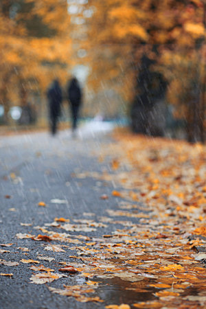 Autumn rain in the parkの写真素材