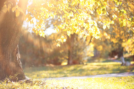 Autumn background in the park