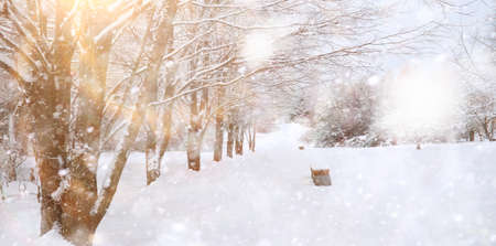 Winter Park. Landscape in snowy weather. January day.の写真素材