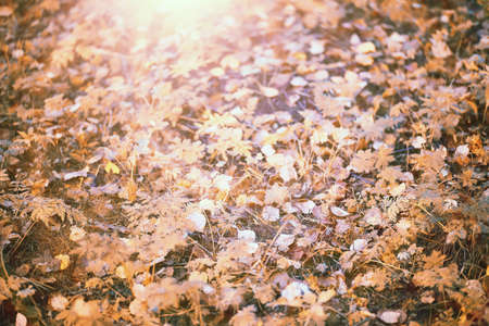 End of summer warm season in the park.の写真素材