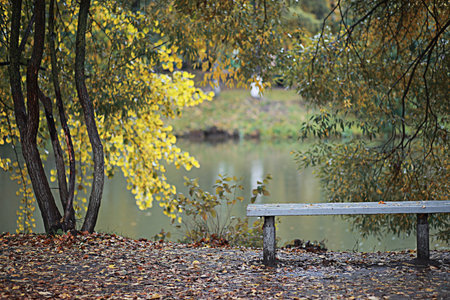 Autumn rain in the park during the day.の写真素材