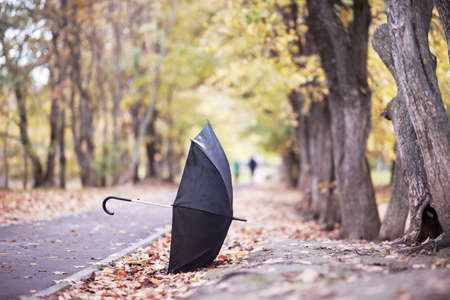 Autumn rainy park in October afternoon.の写真素材