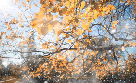 Autumn park in the days of the first snow.の写真素材