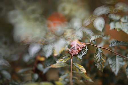 Autumn backgroun rain in the park during the day.の写真素材