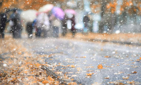 Autumn park in the first snowの写真素材