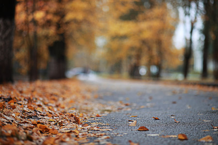 Autumn rain in the park during the day.の写真素材