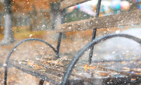 Autumn park in the days of the first snow.の写真素材