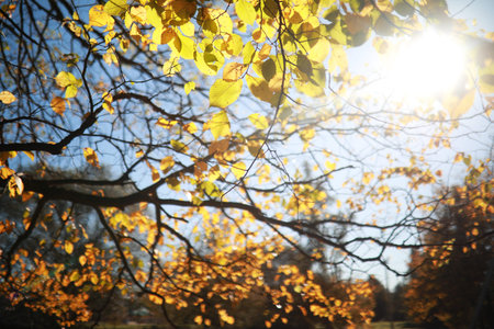 Autumn background in the park during the day