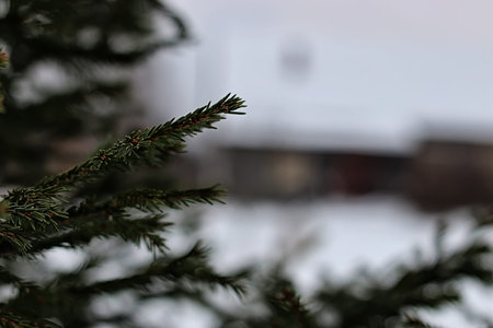 house in the forest Winter