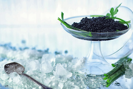 Fresh black fish roe. Beluga caviar served with ice with green.