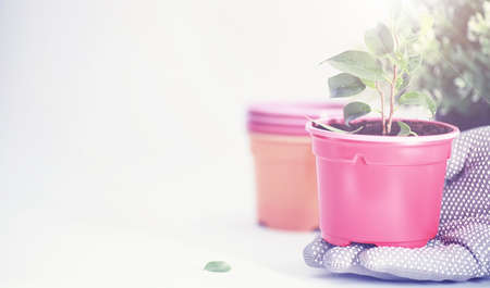 Potted plant in a transplant and care on a white background.の写真素材