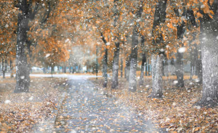 Autumn park in the days of the first snow.の写真素材