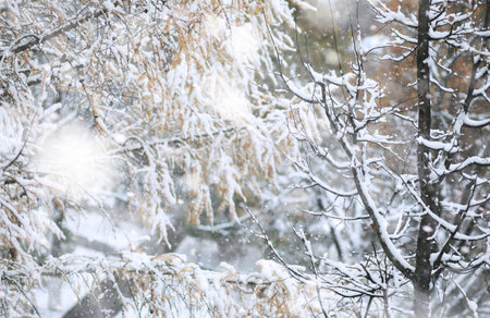Winter Park. Landscape in snowy weather. January day.