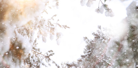 Winter Park. Landscape in snowy weather. January day.の写真素材