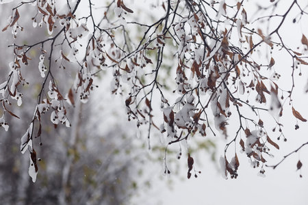 Snow-covered winter park and benches. Park and pier for feeding ducks and pigeons. The snow covered the autumn park.の写真素材