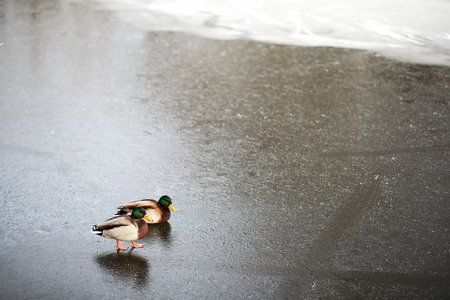 Winter landscape of country fields and roads in the snowの写真素材