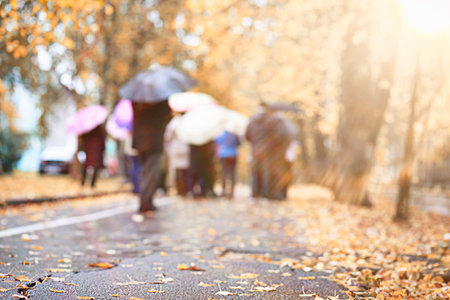 Autumn rain in the park during the dayの写真素材
