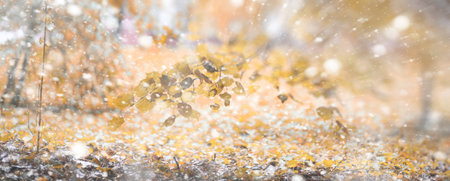 Background autumn park in the days of the first snowの写真素材