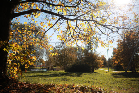 Autumn background in the park during the dayの写真素材