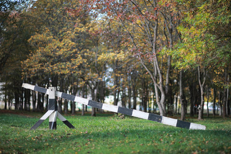 Autumn background in the park during the dayの写真素材