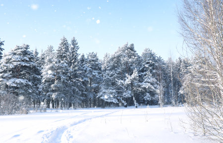 pine forest after a heavy snow storm on a sunny winter dayの写真素材