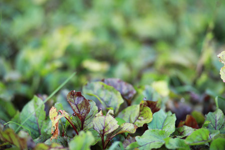 End of summer warm season in the parkの写真素材