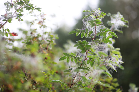 End of summer warm season in the parkの写真素材