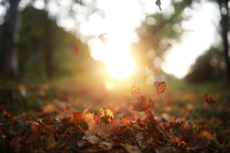 End of summer warm season in the parkの写真素材