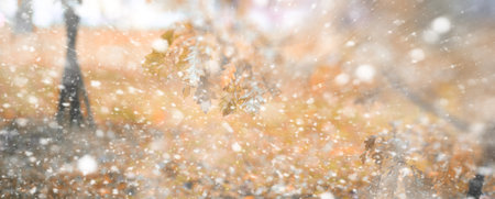 Background autumn park in the days of the first snowの写真素材