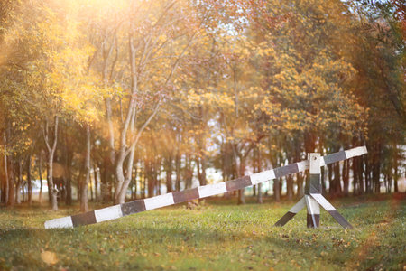 Autumn rain in the park during the dayの写真素材