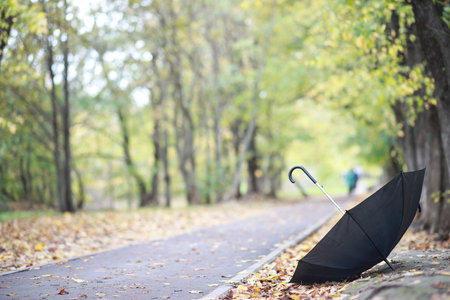Autumn background in the park during the dayの写真素材