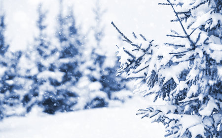 Landscape in the winter cloudy day of snow-covered fields and forestsの写真素材