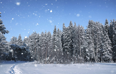 pine forest after a heavy snow storm on a sunny winter dayの写真素材