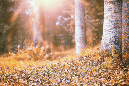 End of summer warm season in the park