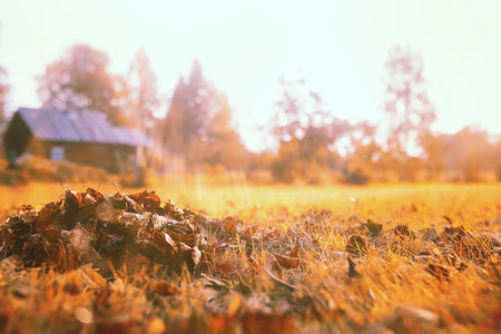 End of summer warm season in the parkの写真素材